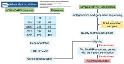 Direct prediction of antimicrobial resistance in Pseudomonas aeruginosa by metagenomic next-generation sequencing